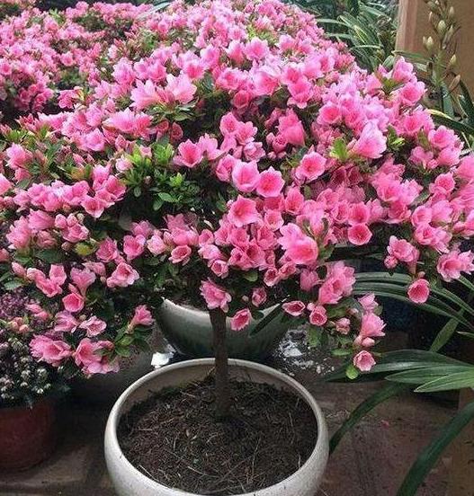 养花的土怎么才能改善酸性土壤,想要土壤疏松透气加什么