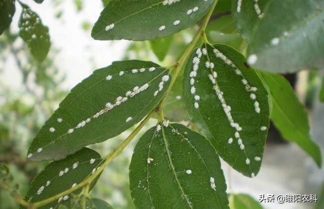 防治各种粉虱蚜虫用什么药最好,生物防治粉蚧虫