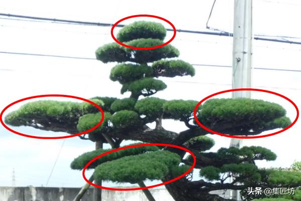 盆景松树移栽后是否剪掉芽,松树盆景修剪