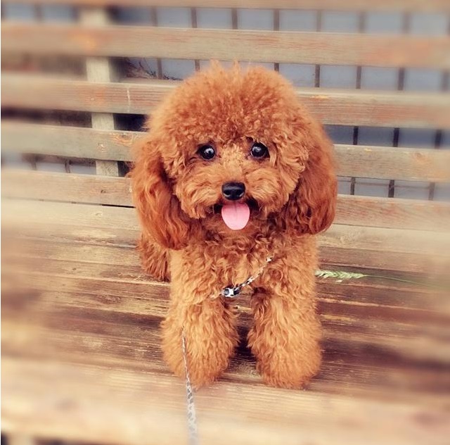 泰迪吠叫训练方法介绍,你家泰迪做过哪些事