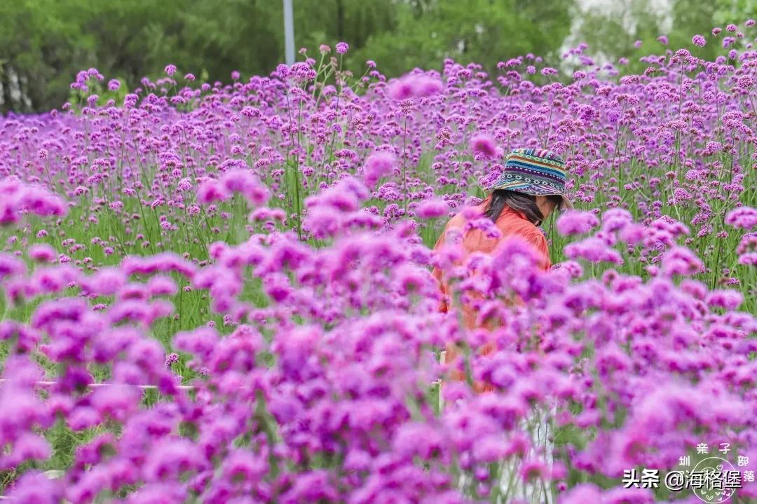 绱壊姊﹀够鑺辨捣鍏洯,娣卞湷鏅綏鏃烘柉2024绱壊鑺辨捣