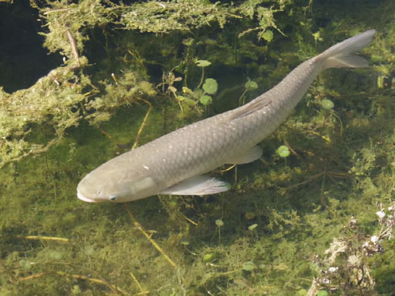 鱼塘草鱼密度少冬季如何钓草鱼,野钓大草鱼最佳时间和深度