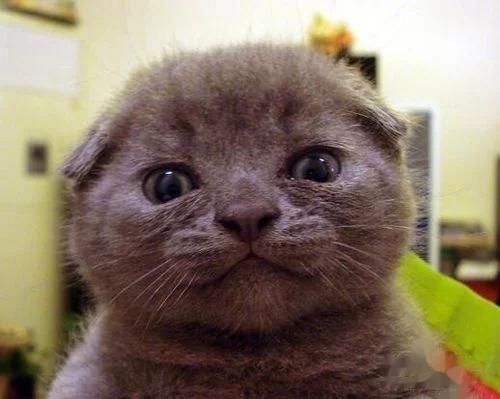 英国短毛猫小猫如何饲养,英国短毛猫饲养方法