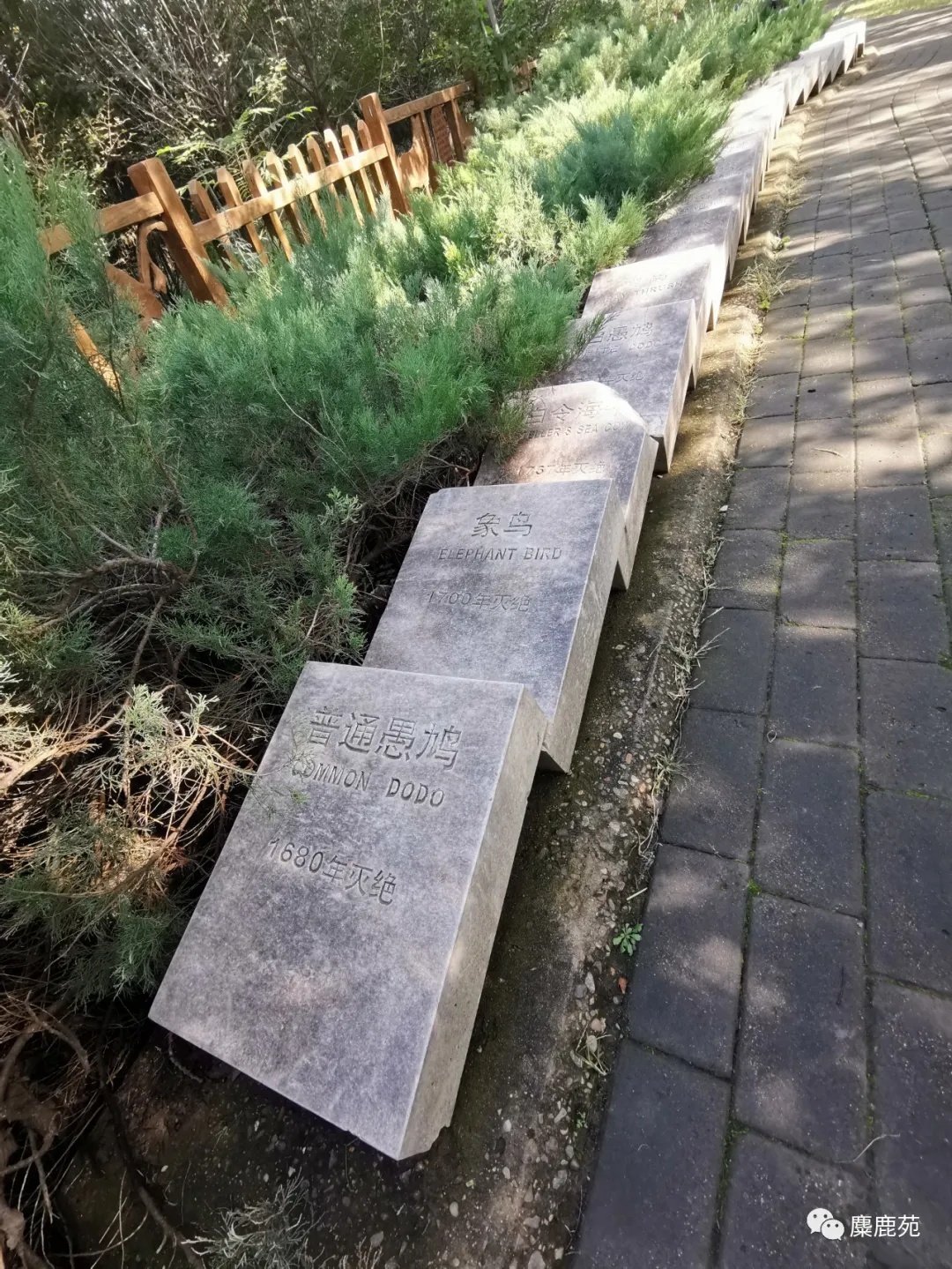 北京世界灭绝动物墓地,世界灭绝动物的墓地在哪里