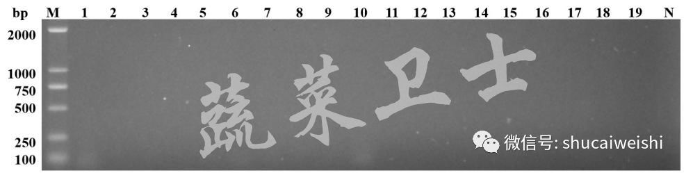 番茄褪绿病毒怎么防治,番茄褪绿病毒要不要灌根