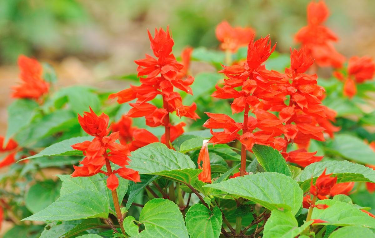 植物世界丨40款人见人爱的爆火花卉居然都是入侵植物，丢弃要犯罪