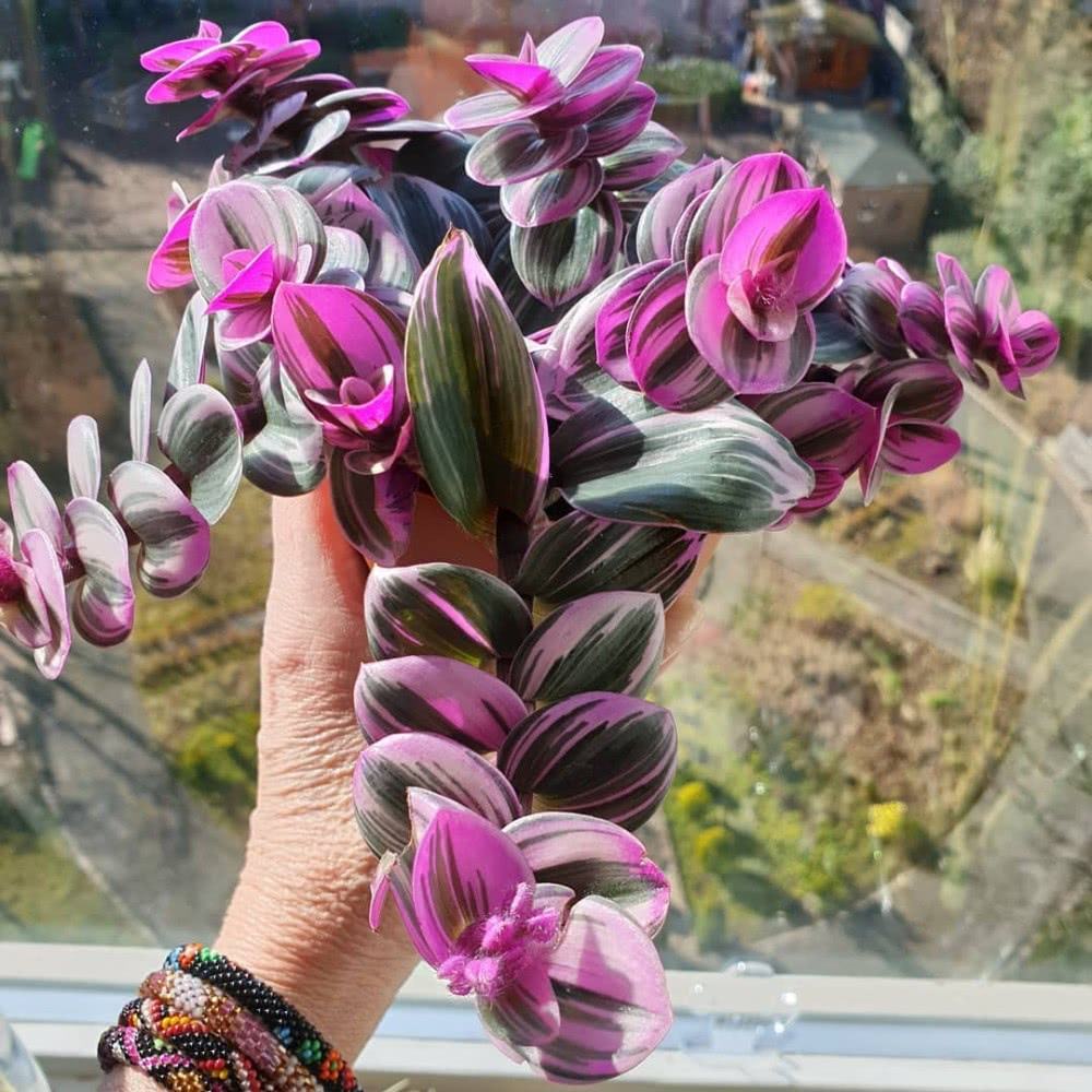 散发清香的易养花卉植物,观叶植物盆栽大全图