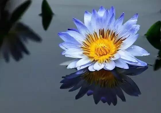 十大名贵花卉图片大全,十大名贵花卉家庭盆栽易养活的花