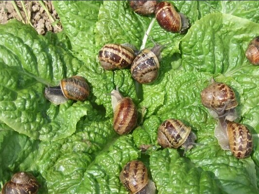 种菜怎样预防蜗牛,蔬菜上的蜗牛怎么养