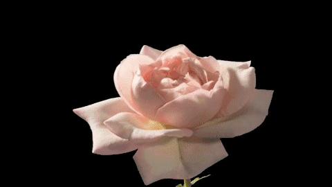 一口黄牙影响颜值,一口黄牙齿