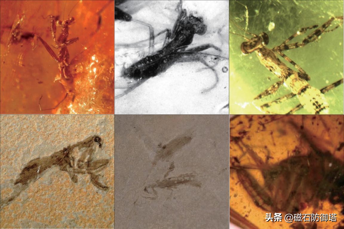 这个杀手不太冷里的leon,这个杀手不太冷里面的人