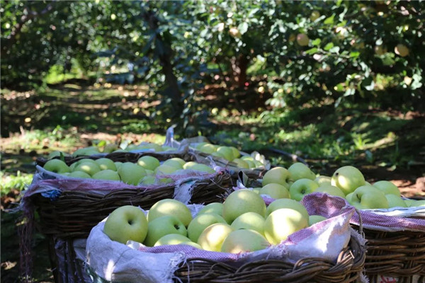 「密云农业」终于等到你,还好没放弃!黄元帅苹果上架开售了