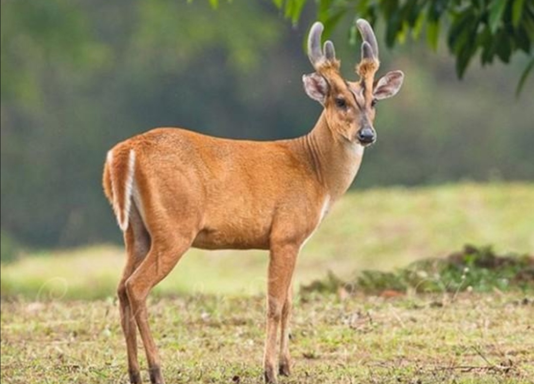 野生山麂子，小巧秀丽中透着灵动和机警，使人赏识和怜惜