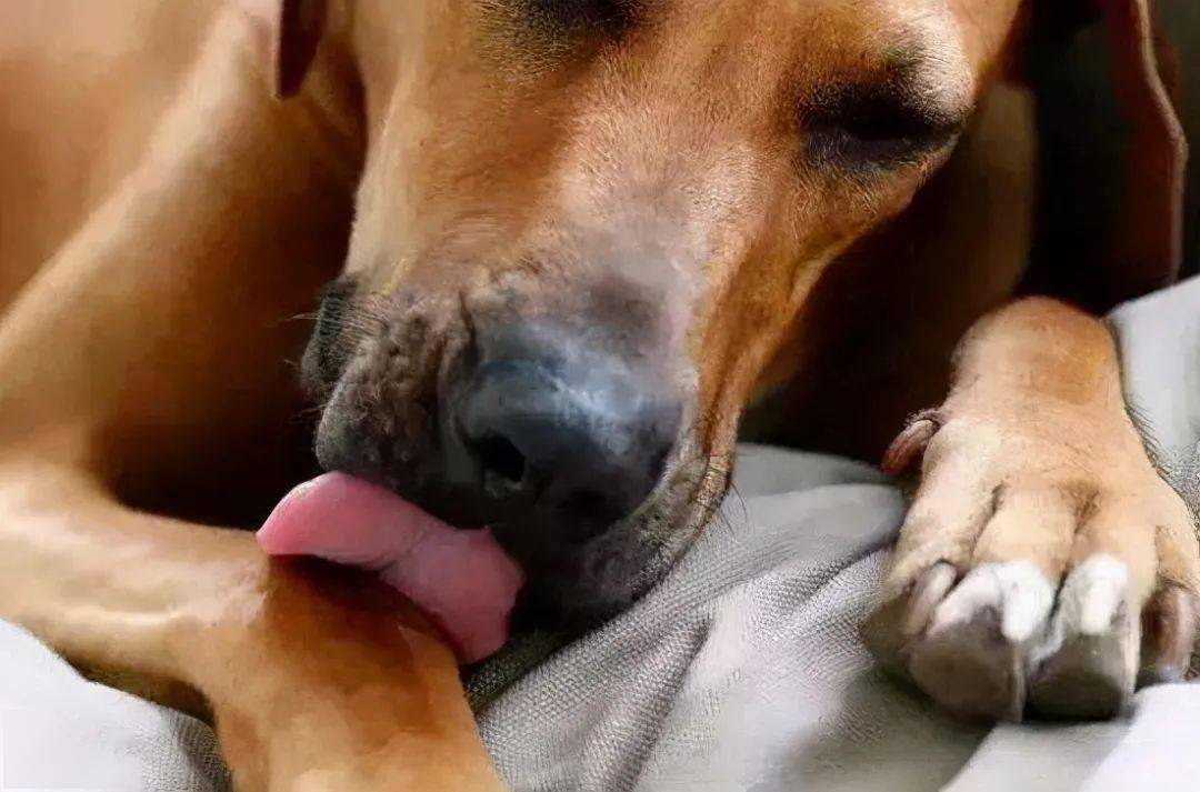 为什么狗狗喜欢舔主人的手,狗狗喜欢舔地板是什么原因