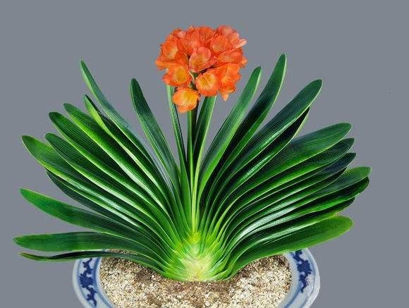 现在的君子兰怎么养小技巧图解,君子兰怎么养才能旺盛小妙招