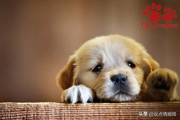 狗狗打喷嚏打出黄鼻涕怎么回事,狗狗流清水鼻涕怎么治疗最快