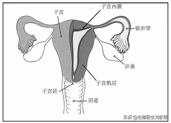 腹痛，痛经？警惕这对妇科疾病“双胞胎”，医生教您几招分辨他们