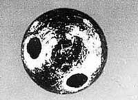 蓖麻子的籽是剧毒吗,蓖麻有毒的地方