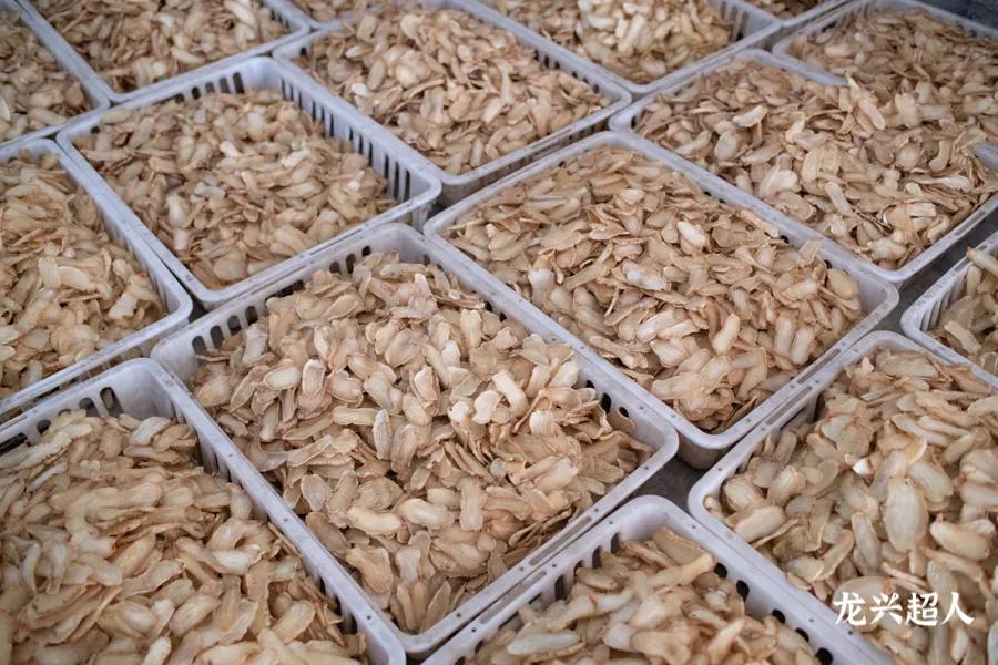 达州道地药材天麻,正宗中药材天麻