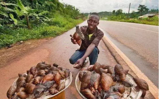 “偷渡”进来的大蜗牛，如今已在中国泛滥，广东人也无从下嘴