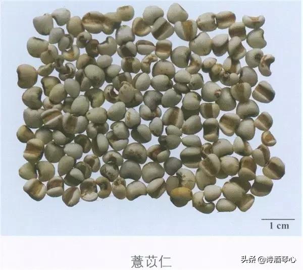 每天最少学一味中药桃仁,每天最少学一味中药白术