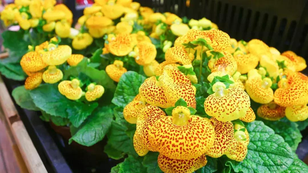 厦门这家超浪漫的鲜花餐厅,厦门最好看的花店