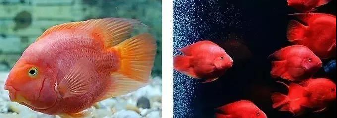 养鹦鹉鱼太费电了,鹦鹉鱼怎么养最红