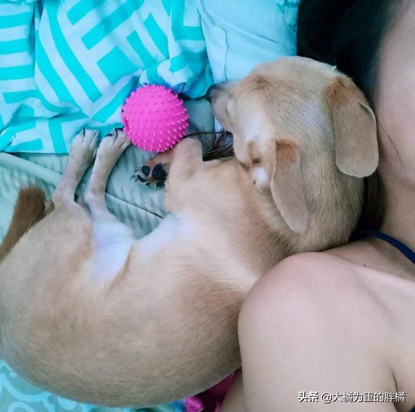 主人发现狗狗不见返回找它,主人假装看不见小狗名字