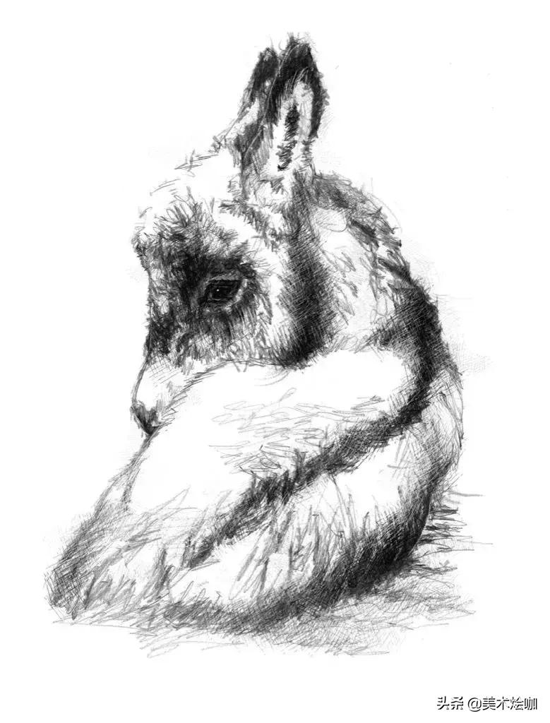 6-12岁儿童素描课程画动物,素描动物教程简单8-12岁