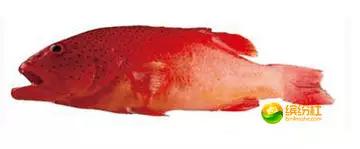 舟山海鲜攻略2天3晚吃什么,舟山海鲜代加工攻略