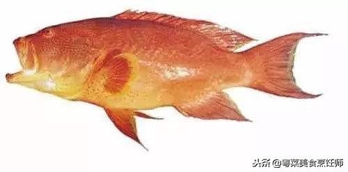 名贵海鲜干货有哪些品种,名贵海鲜水产品种类