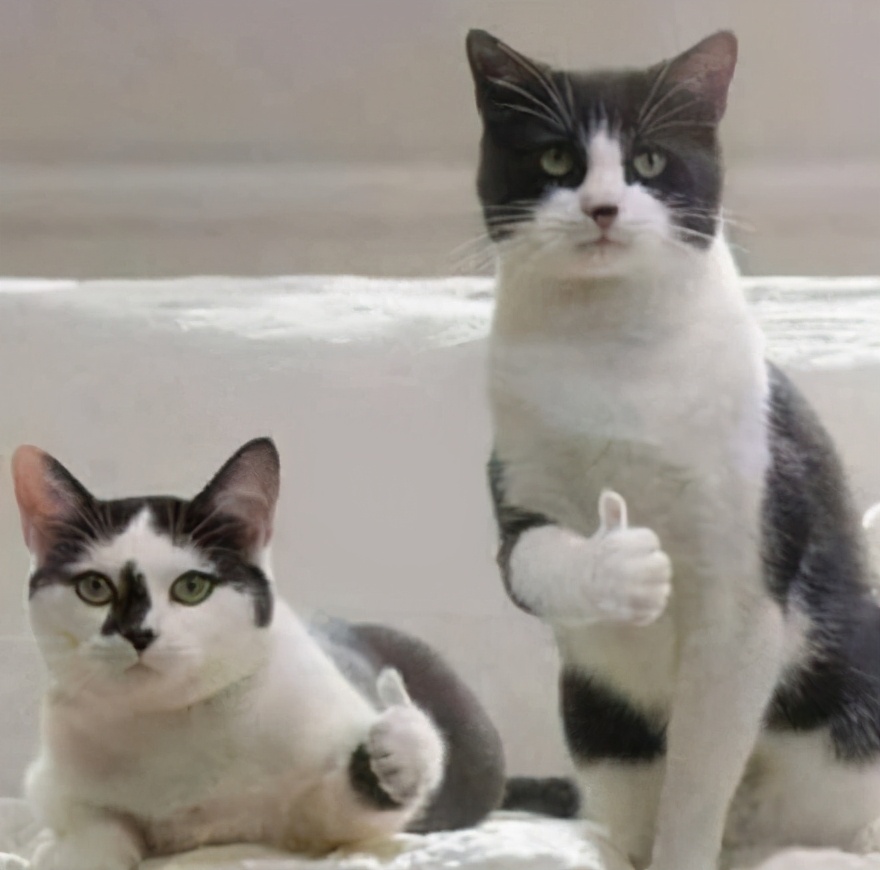 我差一点，让猫咪痛失乳头