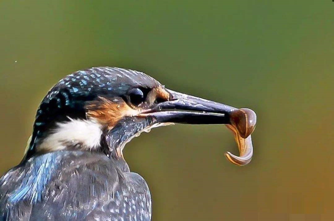 蚂蟥的再生能力有多强,晒干的蚂蟥能复活吗