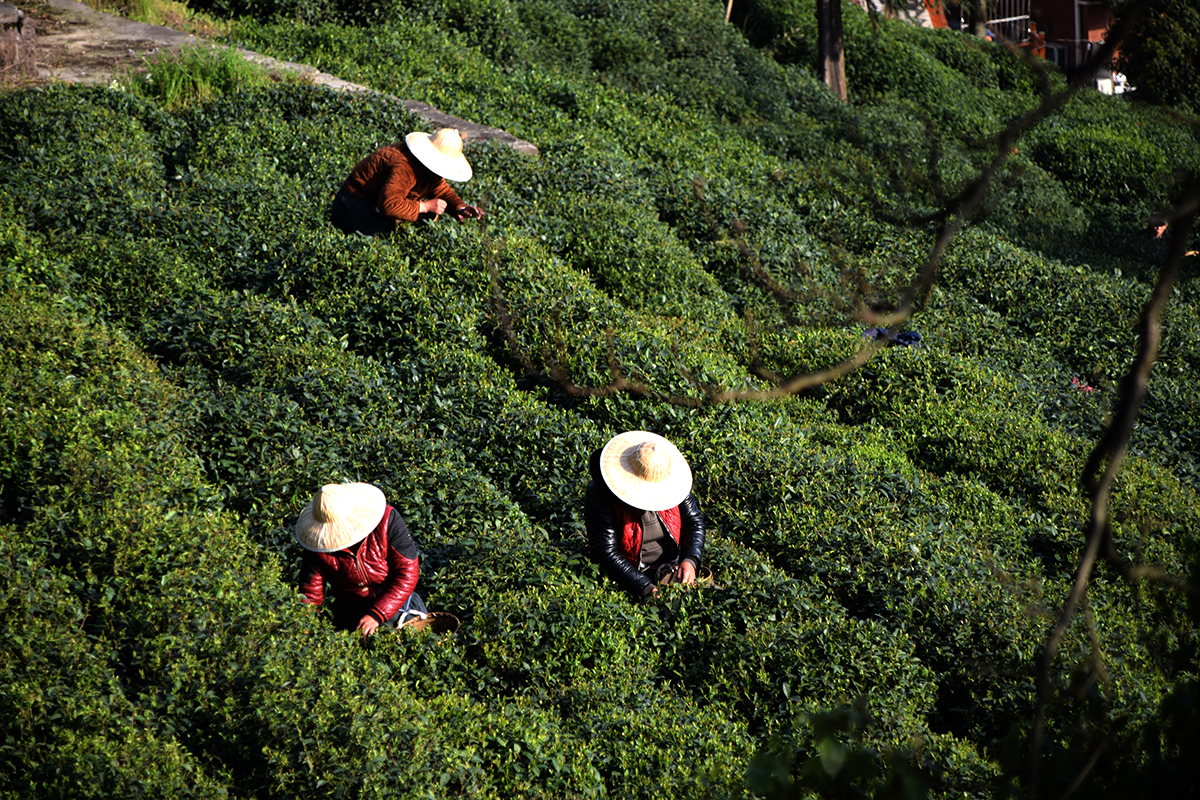 龙井哪里茶最正宗,龙井醉美山水茶