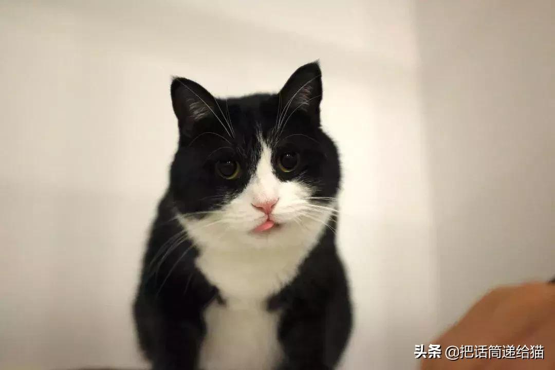 猫故事书籍,猫故事小说