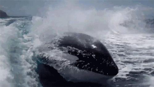 喜欢卖萌,喜欢卖萌的动物