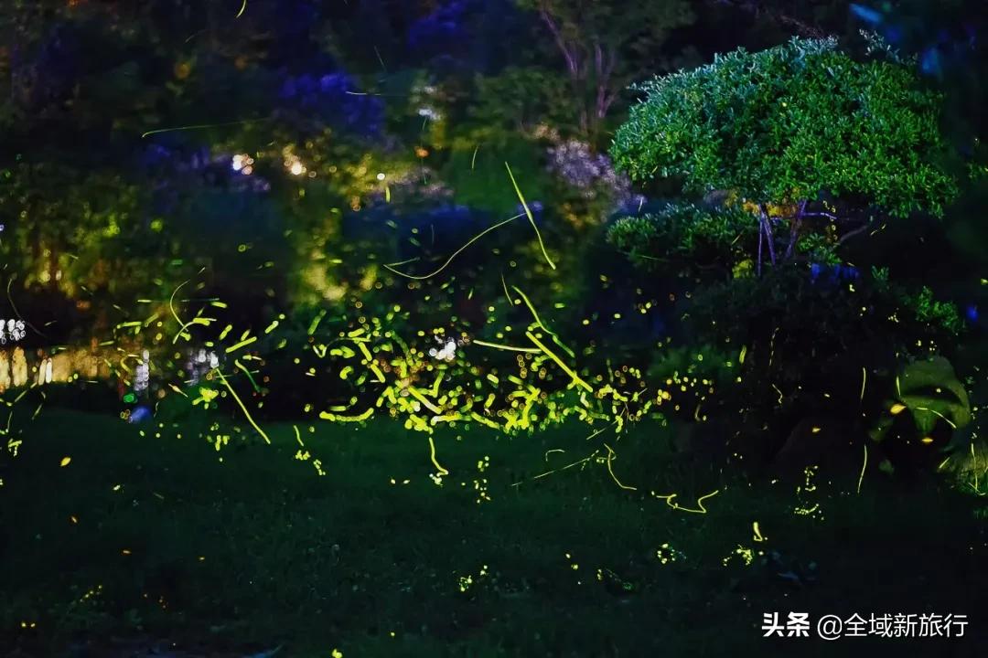 萤耀七夕心意行动|给你一生一次的心意动