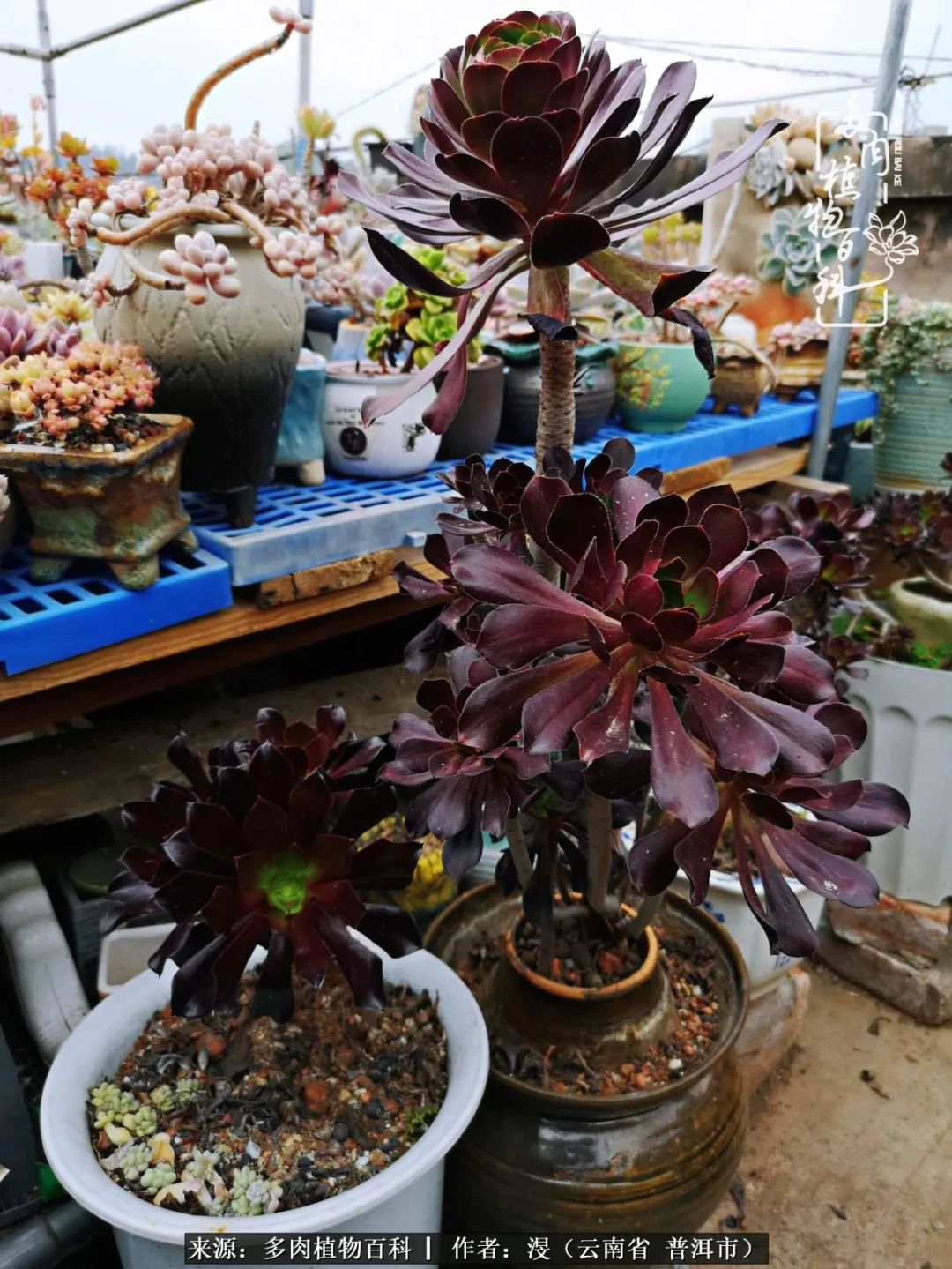 风过留痕讲的啥,风过留痕朗诵