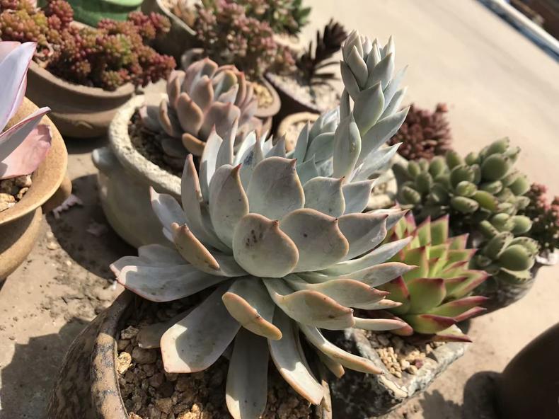 如果多肉叶子出现枯萎该怎么办,多肉植物彩麒麟长斑