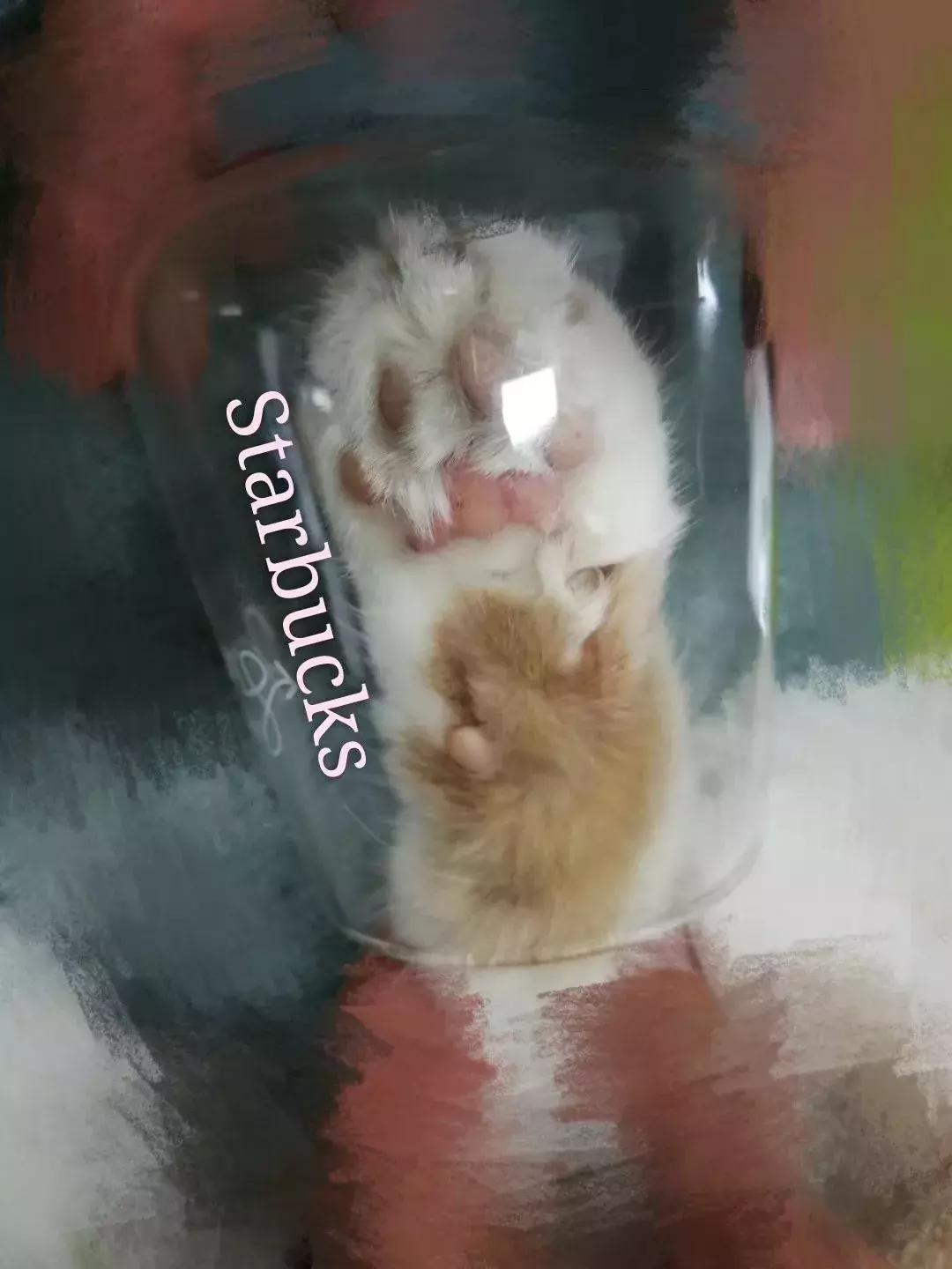 星巴克猫爪杯营销案例分析,星巴克的猫爪杯为什么火