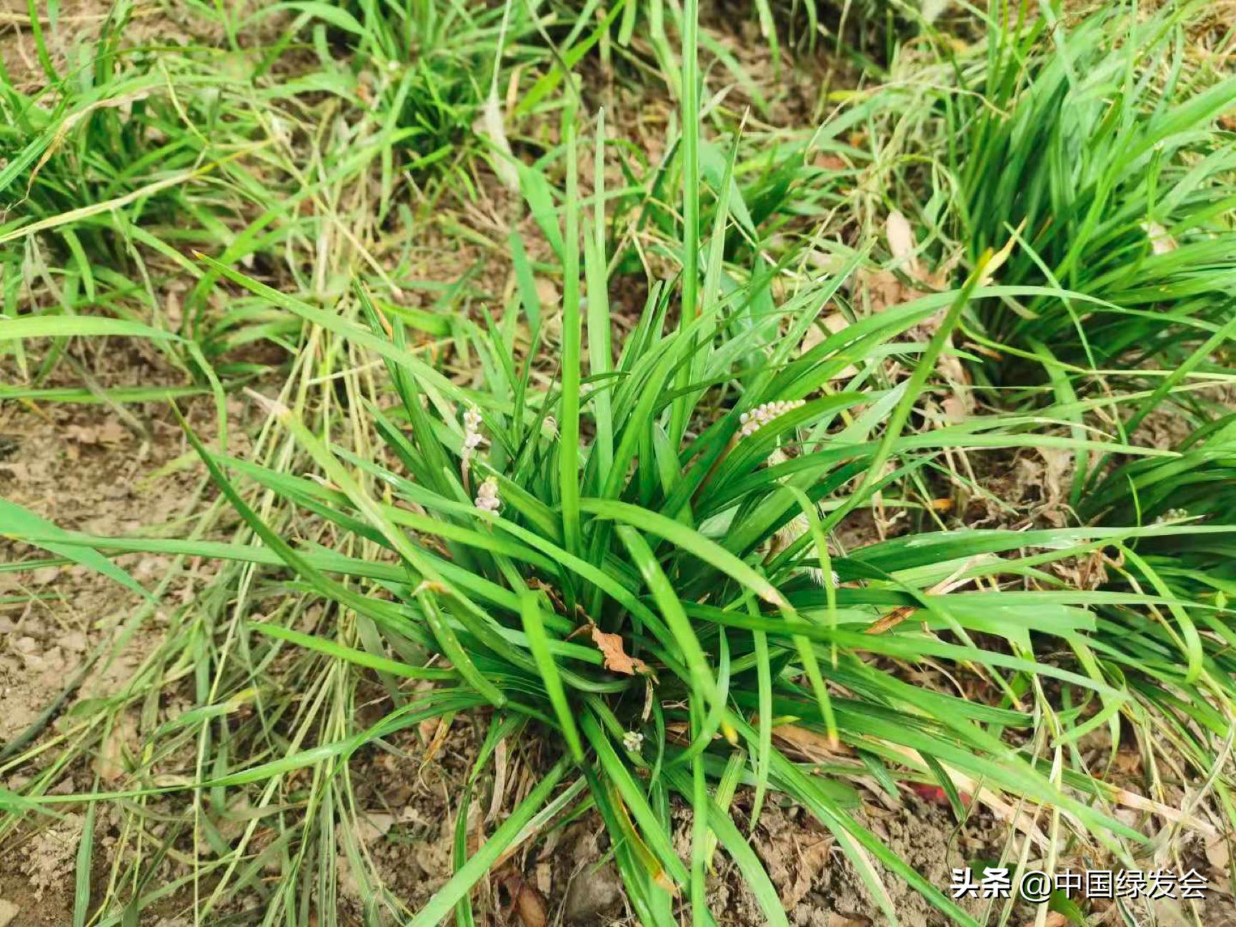 去野草留“精华”，整齐划一的草坪如何体现北京生物多样性？
