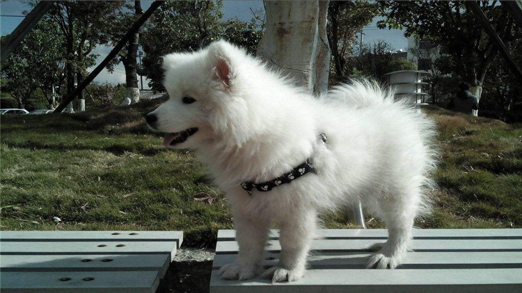 狗狗怀孕多少天可以看出怀了几只,怎么判断狗狗是否怀孕初期症状