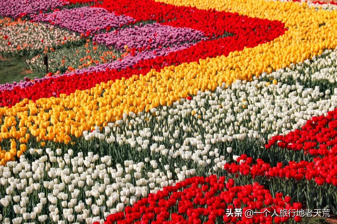 北方这座海滨老城，樱花不输日本，浪漫更胜巴黎