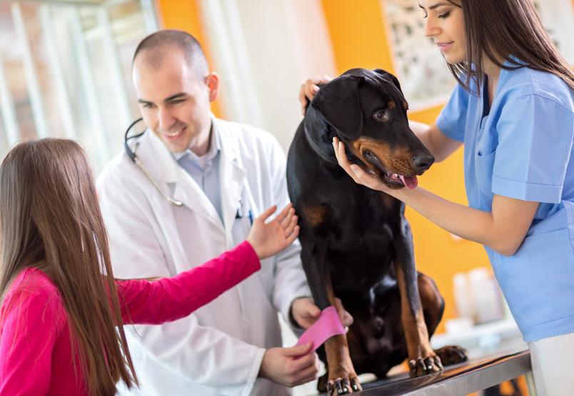 狗狗舔伤口有什么危害,为什么狗狗不能舔伤口