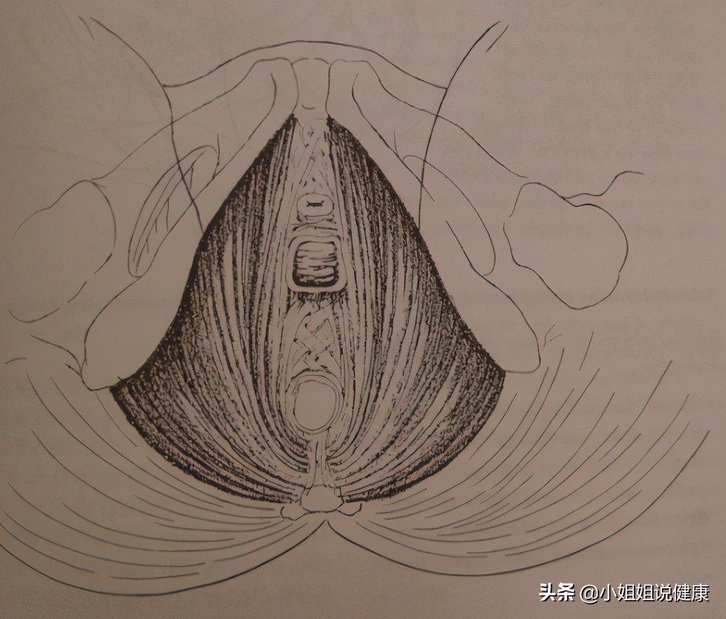 盆底锻炼除了凯格尔还有哪些,凯格尔运动能锻炼盆底深层肌肉吗