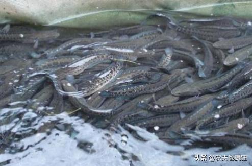 <html>
<head><title>502BadGateway</title></head>
<body>
<center><h1>502BadGateway</h1></center>
<hr><center>nginx</center>
</body>
</html>
<!--apaddingtodisableMSIEandChromefriendlyerrorpage-->
<!--apaddingtodisableMSIEandChromefriendlyerrorpage-->
<!--apaddingtodisableMSIEandChromefriendlyerrorpage-->
<!--apaddingtodisableMSIEandChromefriendlyerrorpage-->
<!--apaddingtodisableMSIEandChromefriendlyerrorpage-->
<!--apaddingtodisableMSIEandChromefriendlyerrorpage-->
