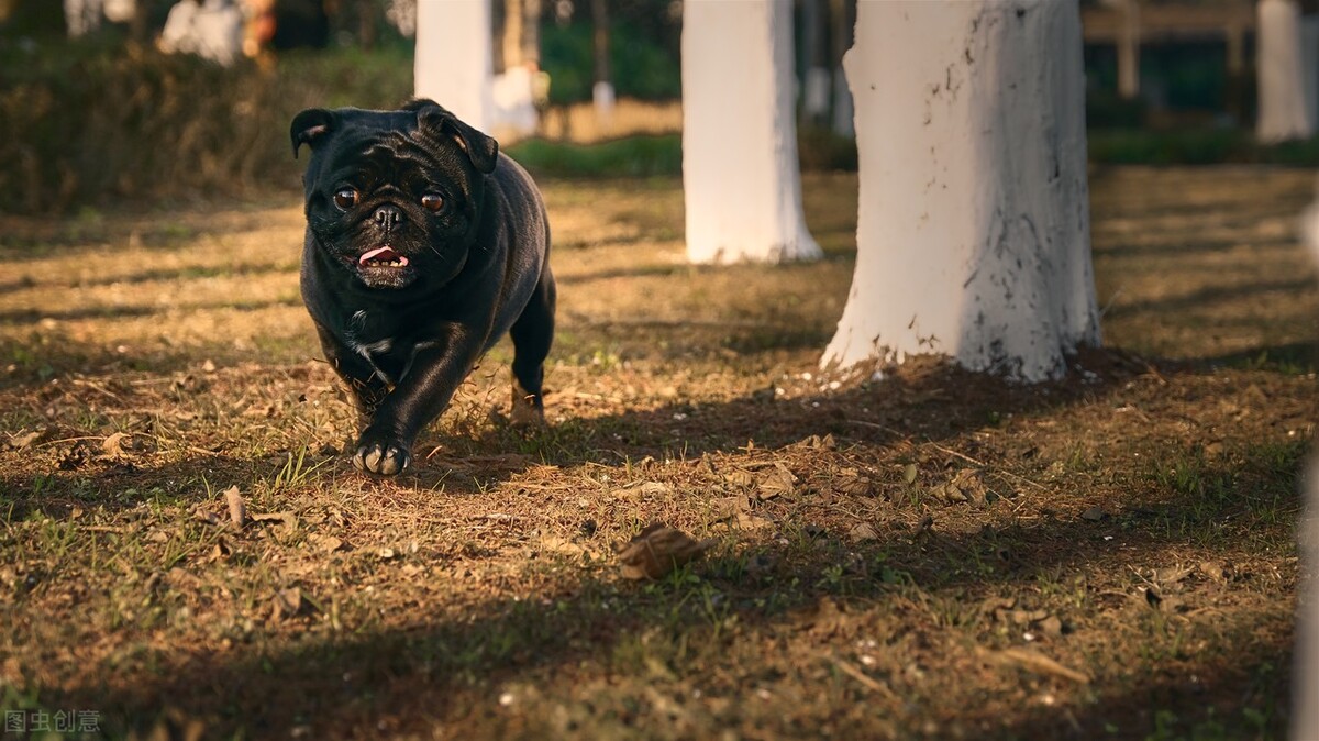 巴哥犬的饲养方法和注意事项,小型巴哥犬和中型巴哥犬的区别