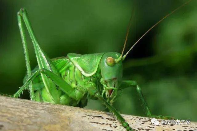 鑰佸寳浜殑楦h櫕鏈夊灏戠,鑰佸寳浜汉鐜╃殑鍥涘ぇ楦h櫕