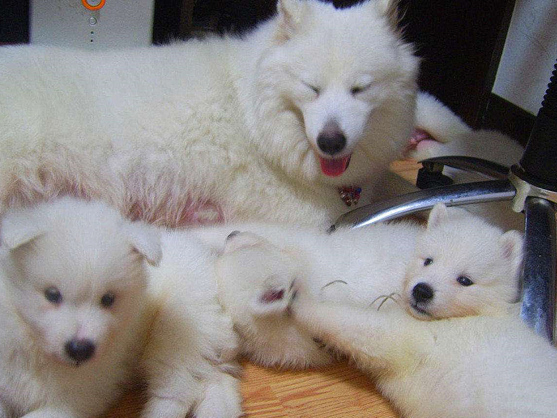 狗狗掉牙应注意什么,狗狗掉牙要注意什么