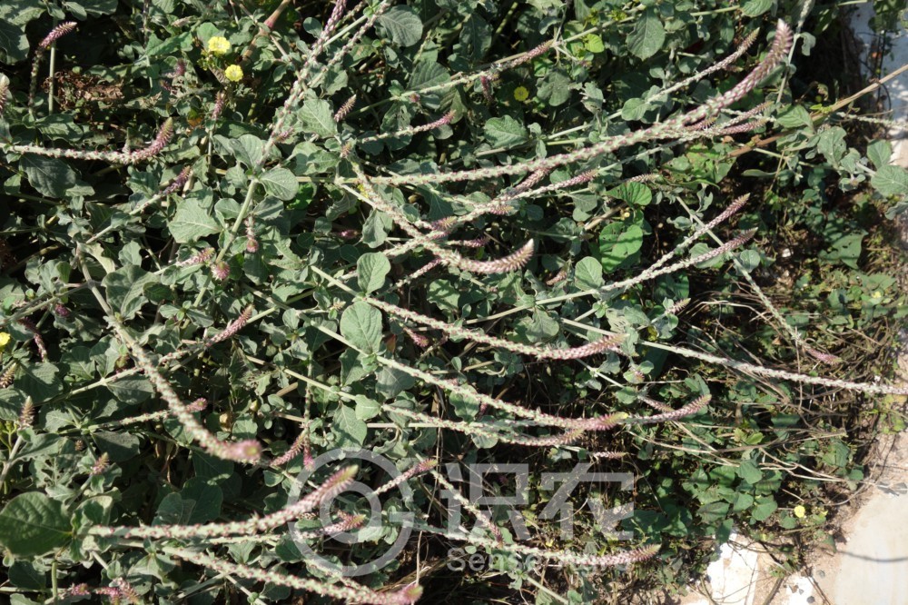 每日一学草药土牛膝,土牛膝中药方子